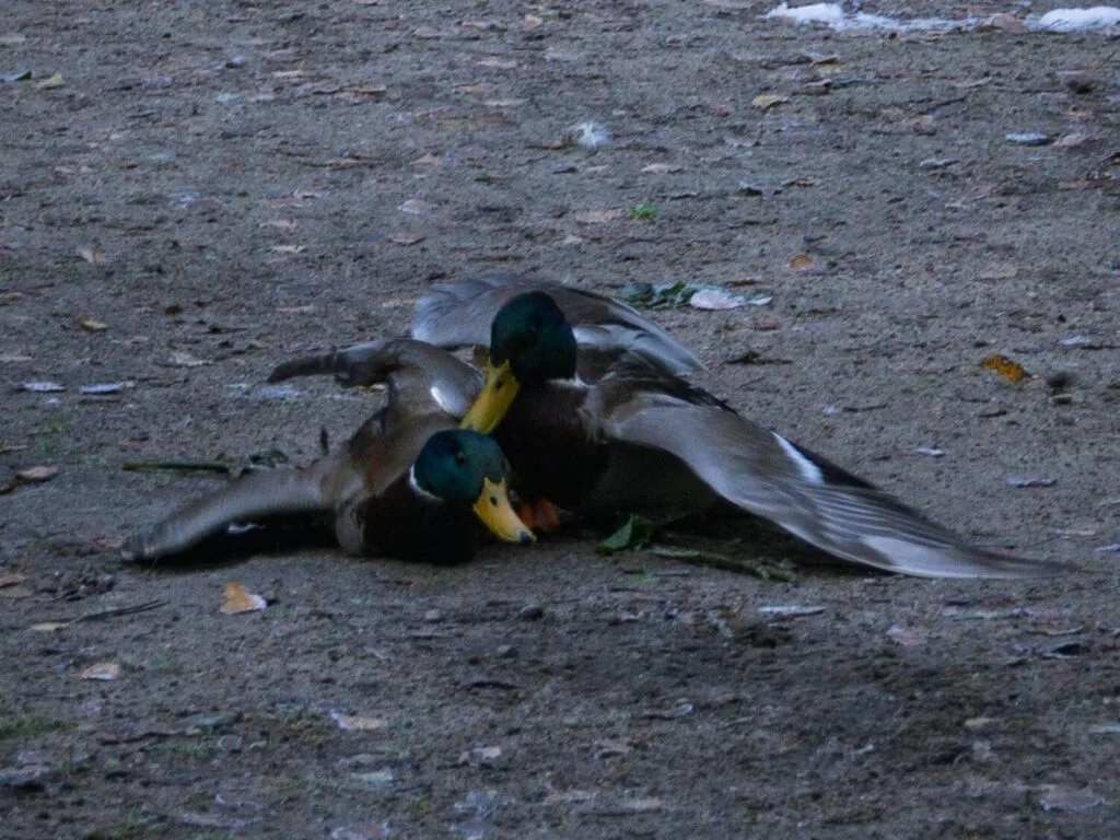 two mallard drakes fighting