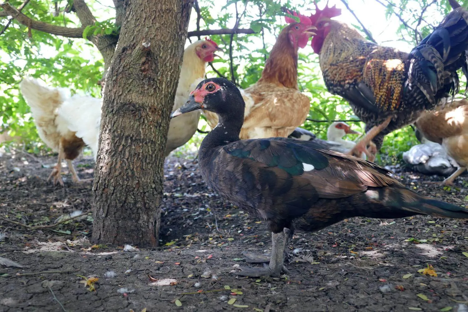 muscovy duck and flock of chickens