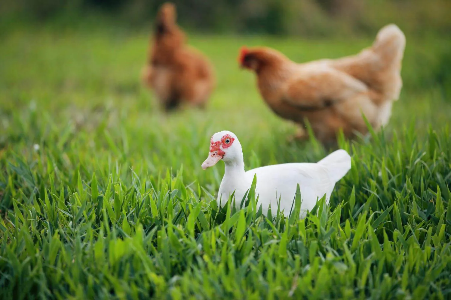 muscovy ducks and chickens free ranging in green grass