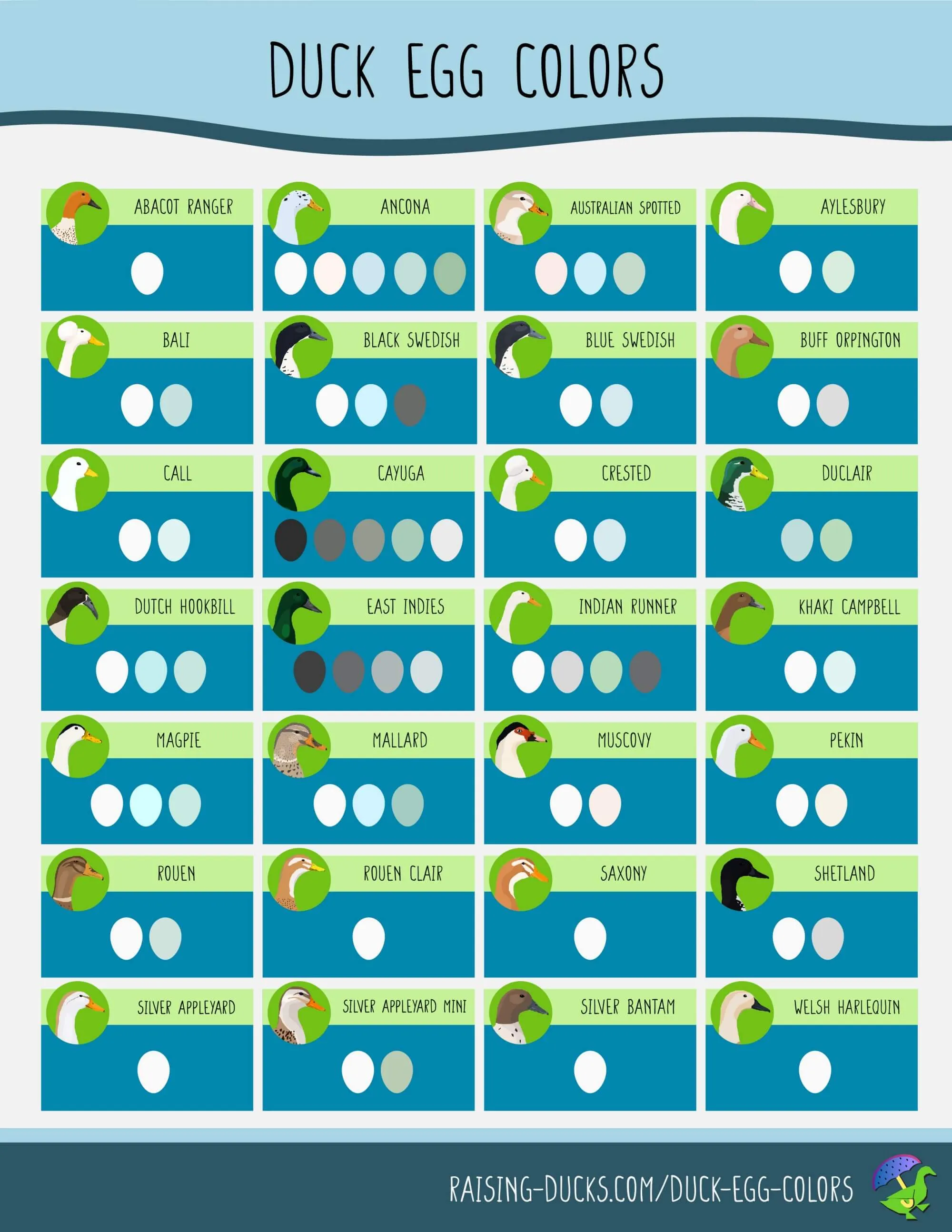 Green Blue Black And White Duck Egg Colors By Breed — Raising Ducks 