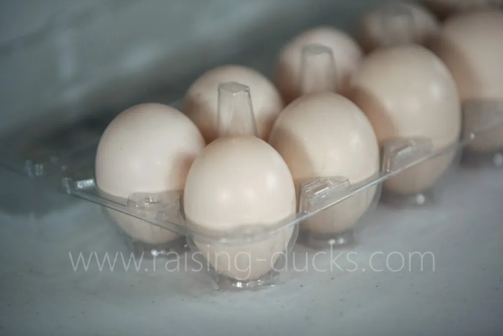 duck eggs