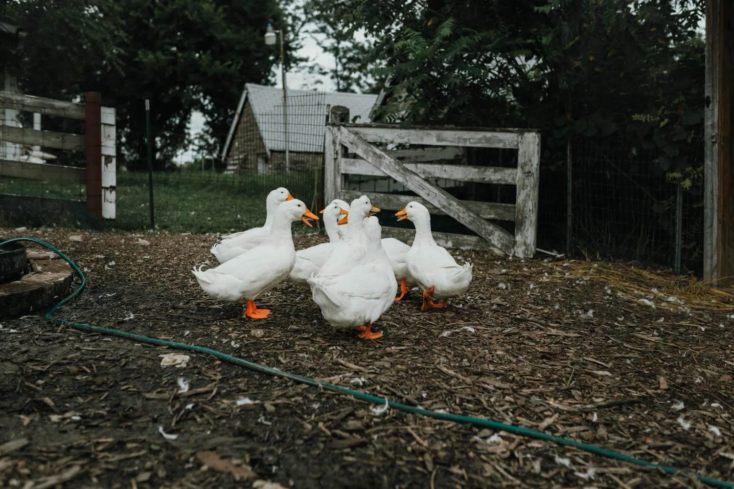 backyard pekin ducks in outdoor run