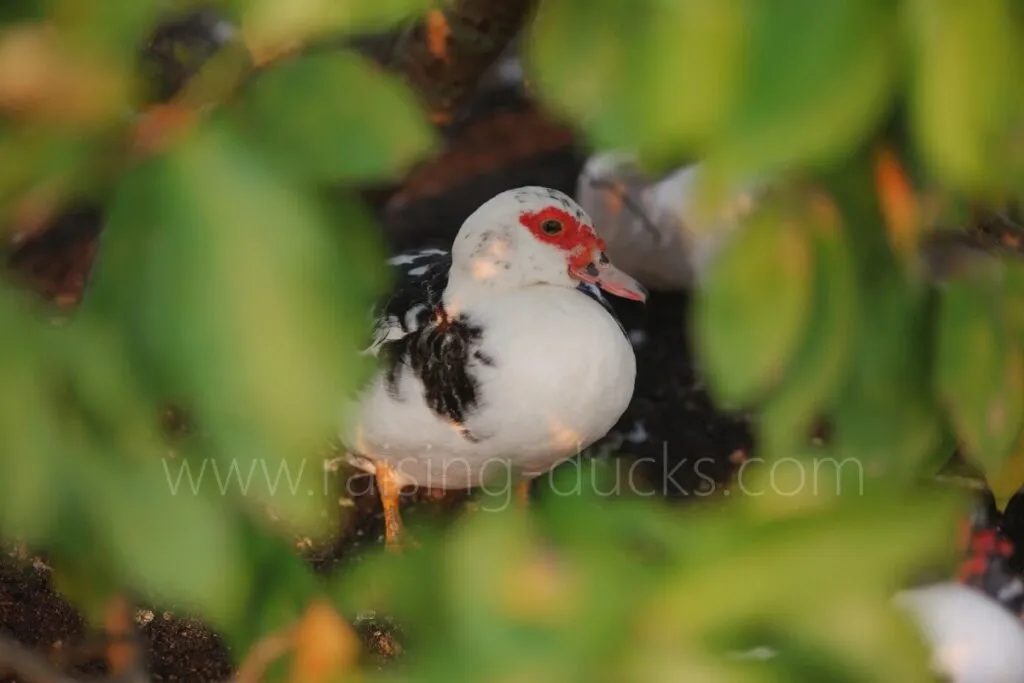 muscovy duck under tree