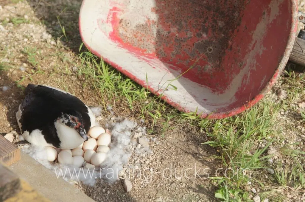 muscovy duck with hidden nest