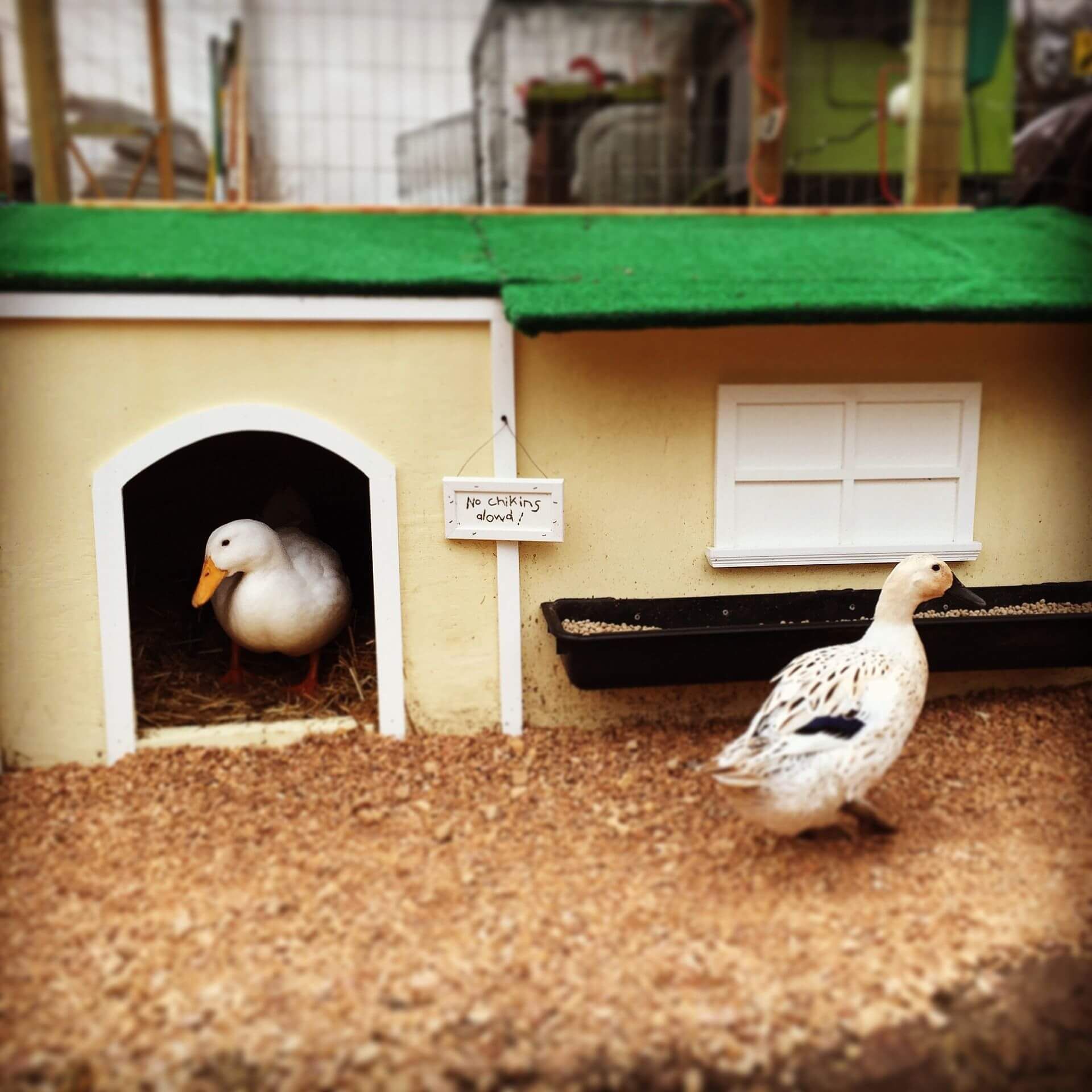 Deep Litter - The Best Method For A Duck And Chicken Run - Life Is Just  Ducky