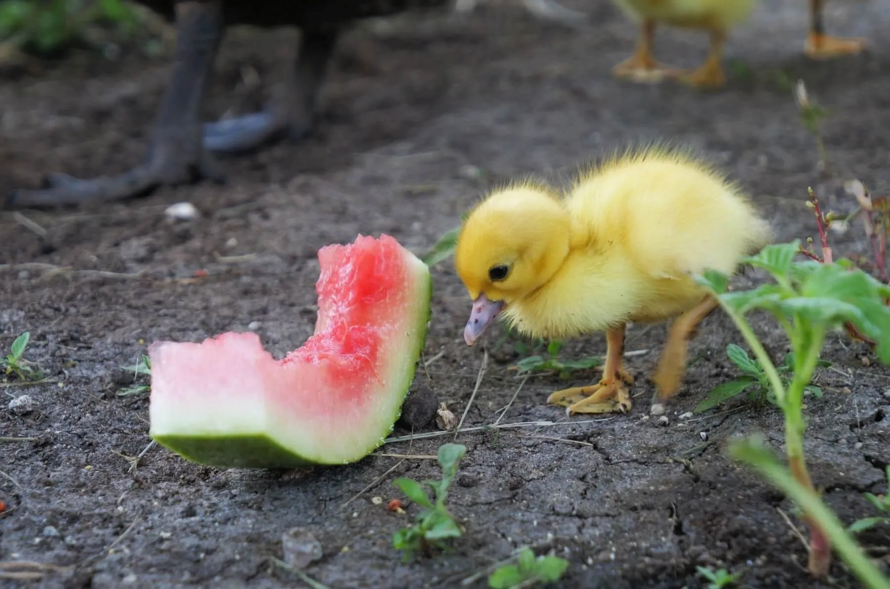 muscovy duckling eating watermelon