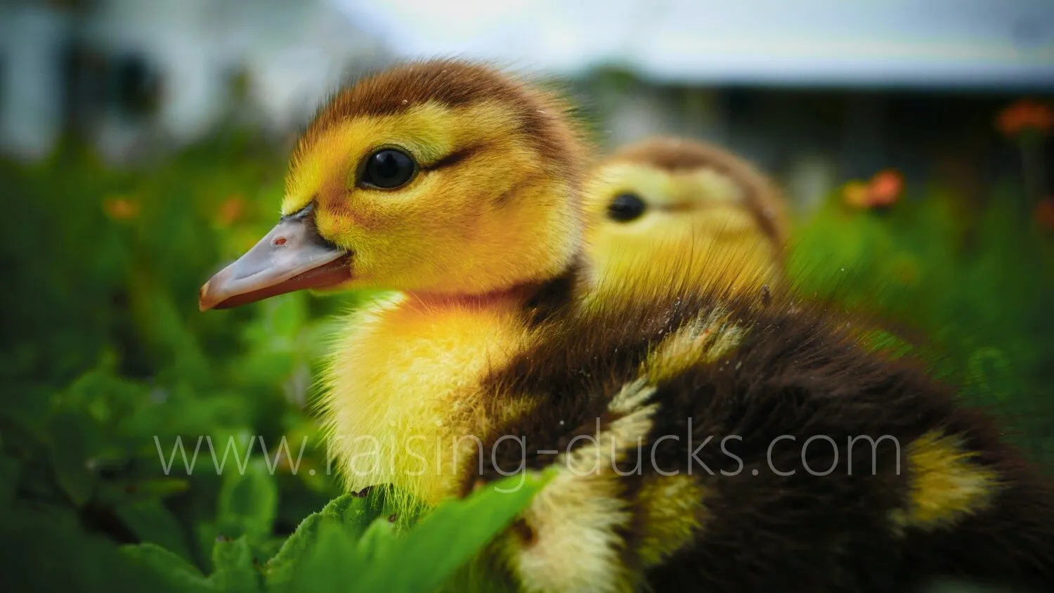 muscovy duckling