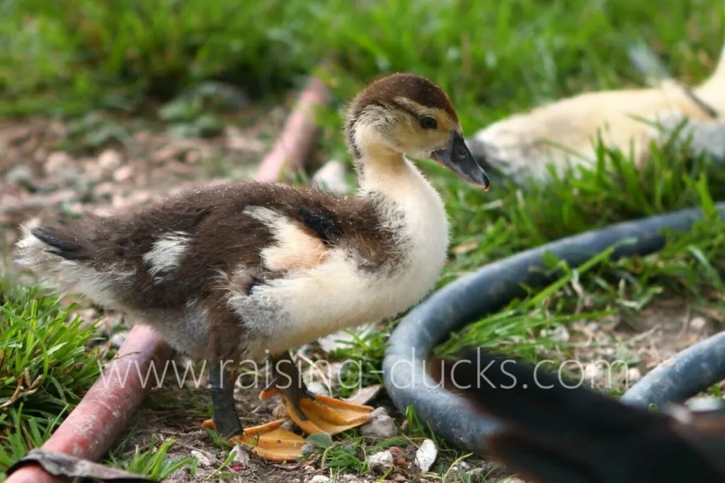 4-week-old female muscovy duckling male vs female sexing