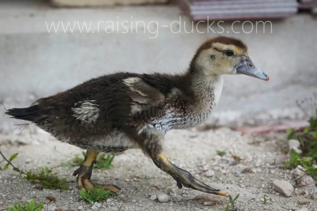 female muscovy duckling gender identification