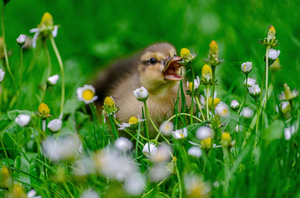 duckling free-ranging