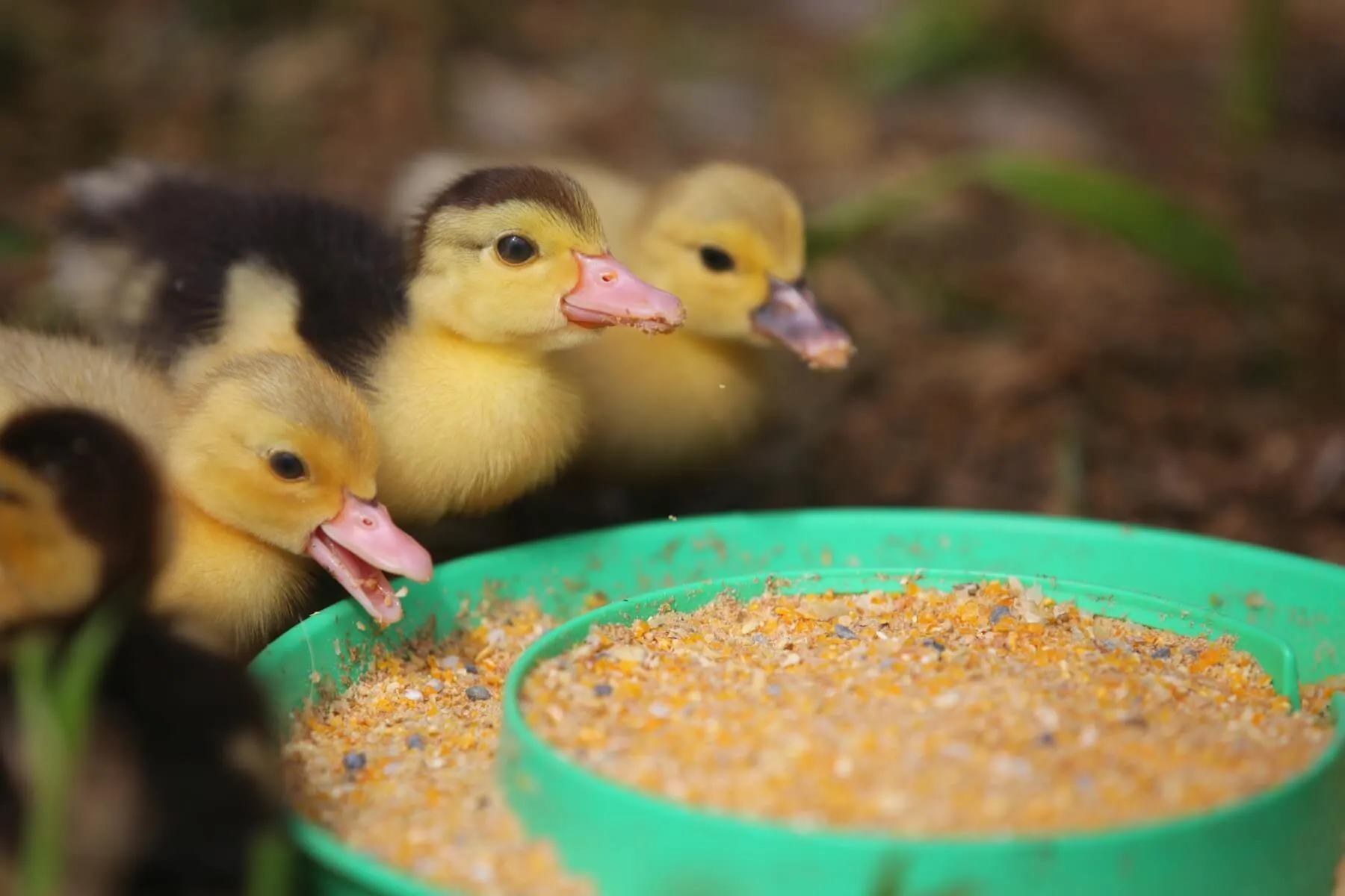 muscovy ducklings eating