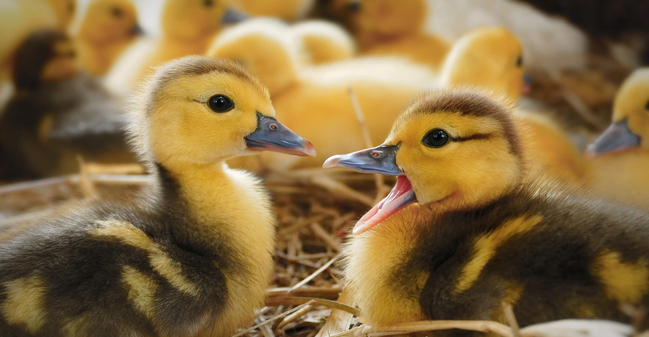 Duckling Brooder Temperature Chart Cheap Supplier | www.pinnaxis.com