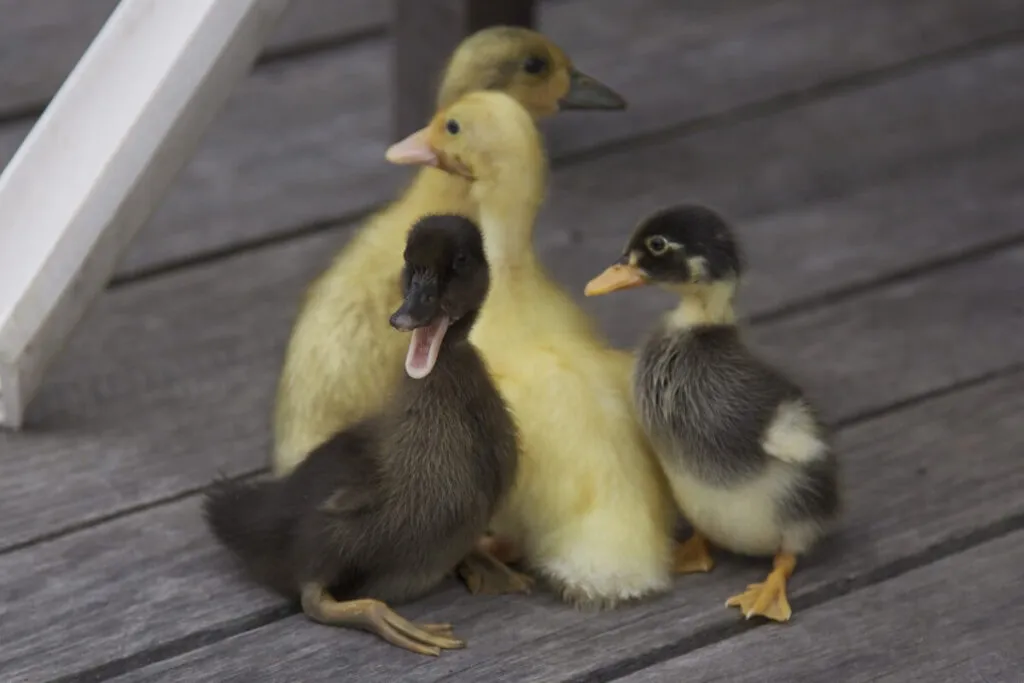 four ducklings