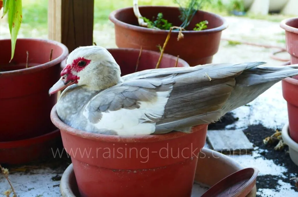 muscovy duck nesting