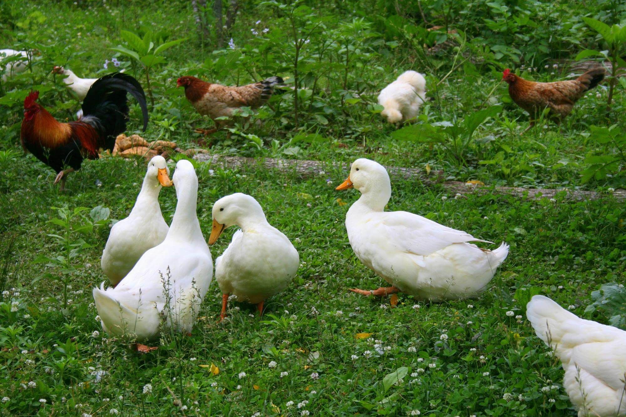 Keeping ducks and chickens together: your ultimate guide — Raising 