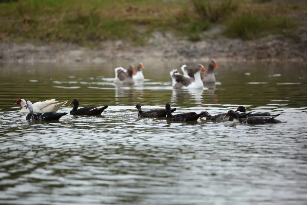 plump of ducks and geese swimming in a pond