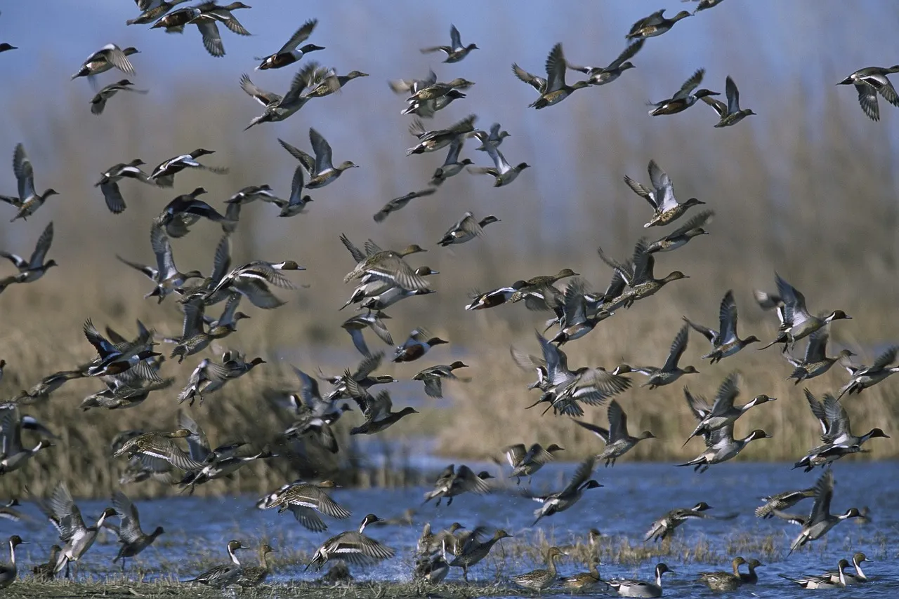 flush of wild ducks flying