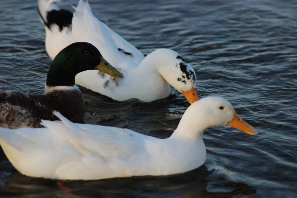 three ducks swimming