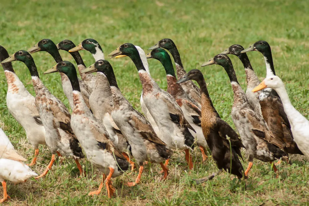 flock of runner drakes