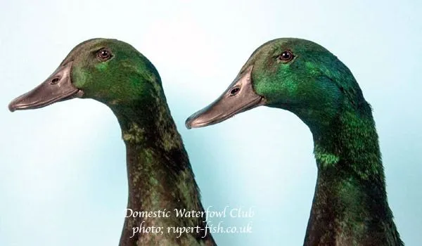 east indies ducks heads closeup