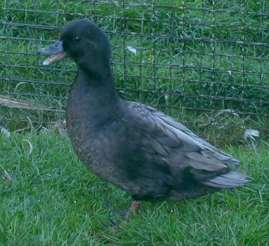 east indies duck blue variety