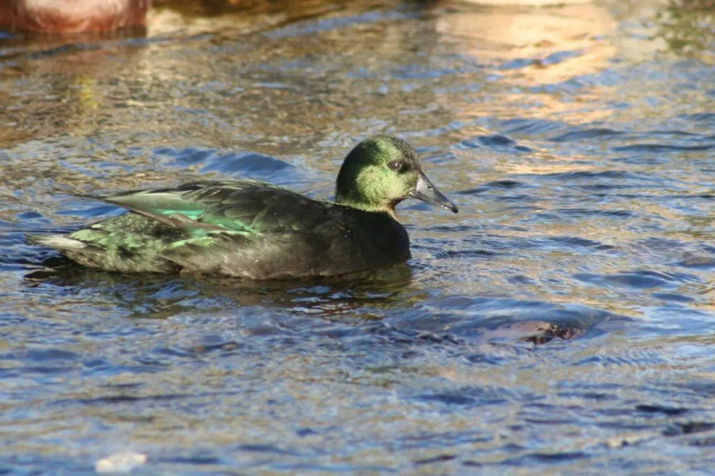 east indies duck swimming creek