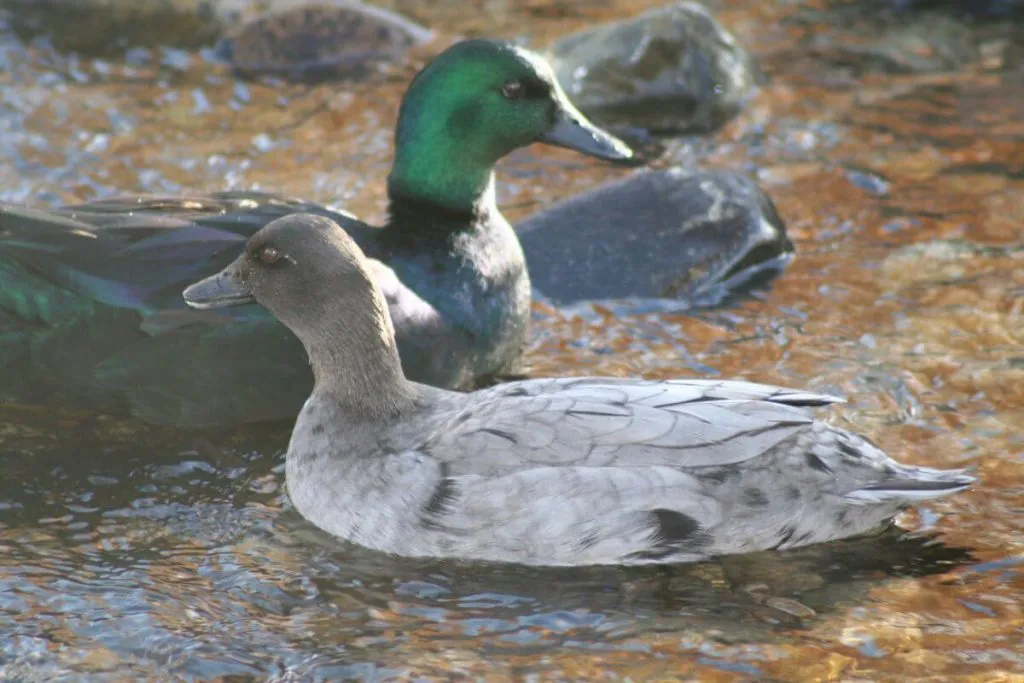 two east indies ducks