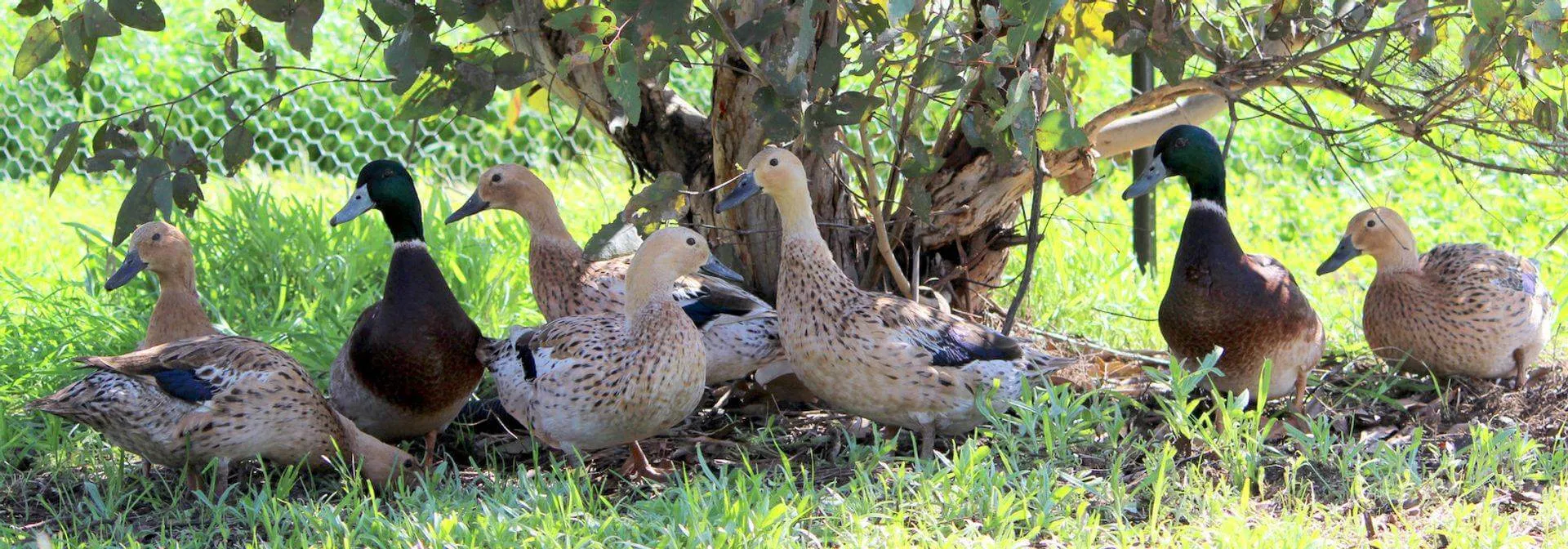 elizabeth ducklings