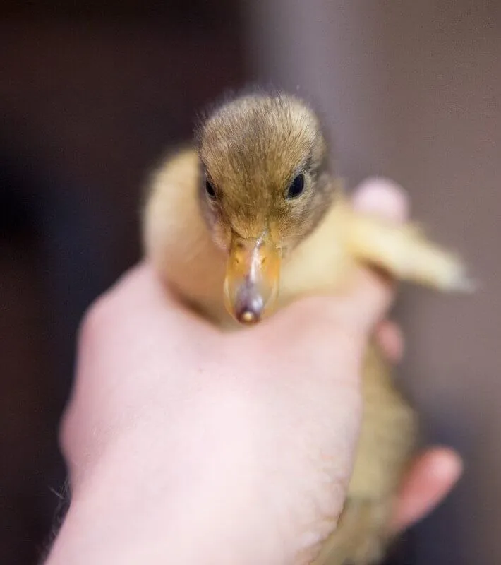 female welsh harlequin duckling with light bill