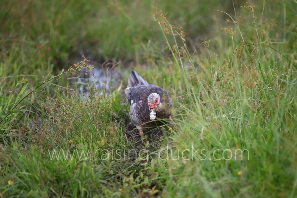 muscovy duck foraging free range