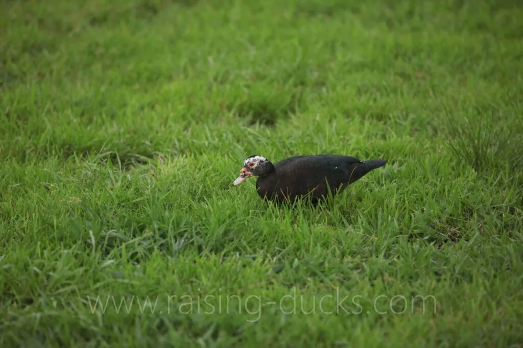 free-ranging muscovy duck