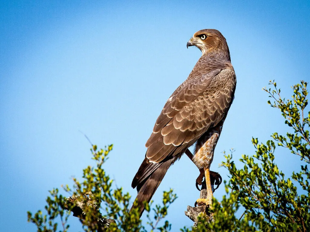 hawk duck predator