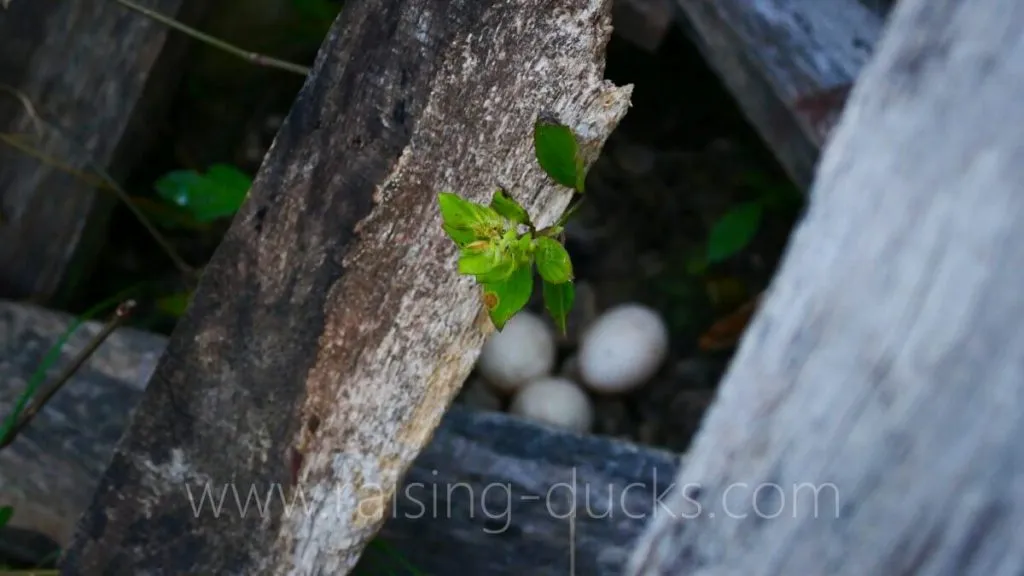 hidden duck nest