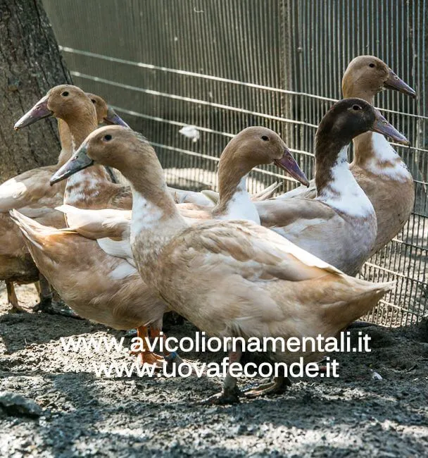 dutch hookbill ducks