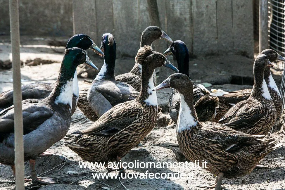 dutch hookbill duck breed