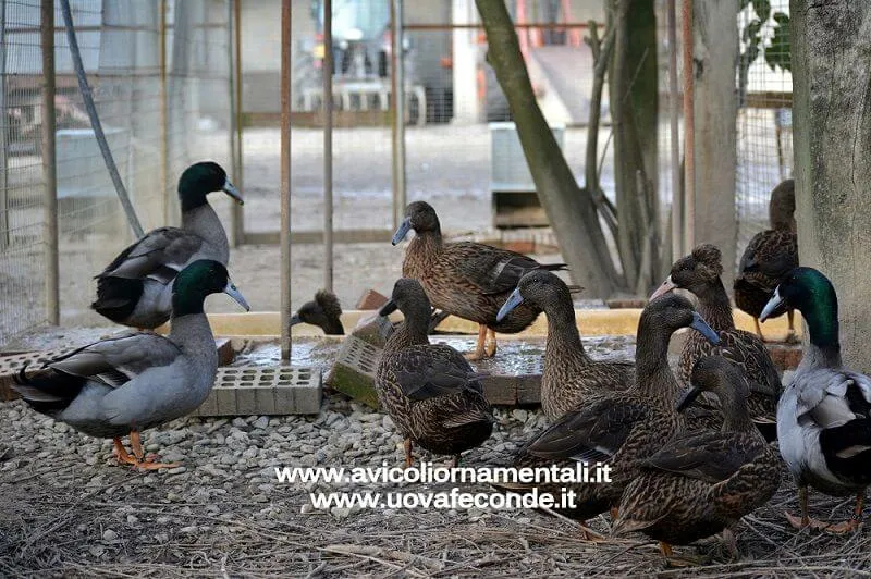 dutch hookbill duck breed