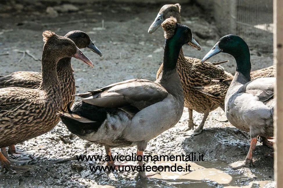 dutch hookbill ducks