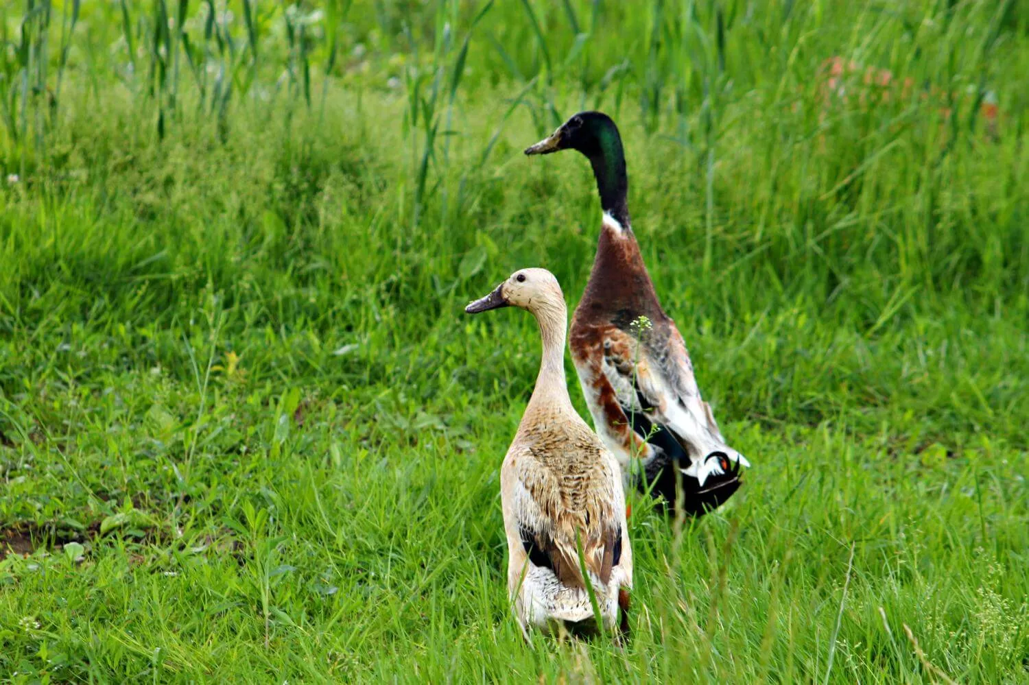 two indian runner ducks free ranging