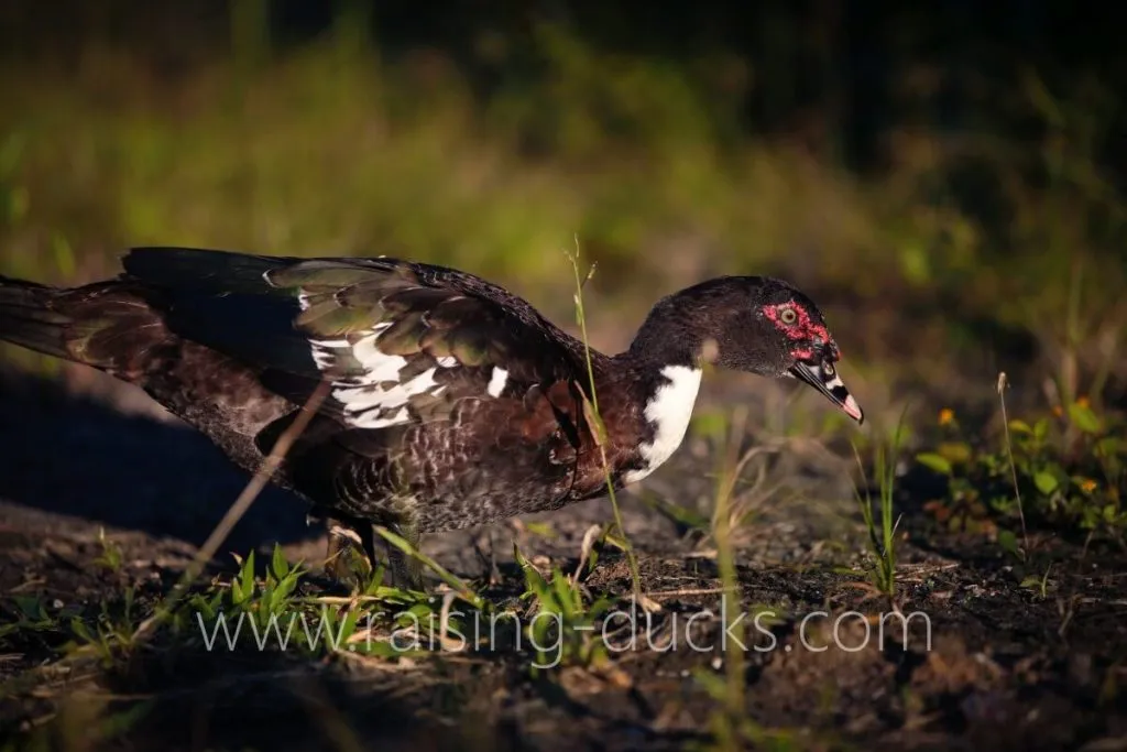 5-month-old juvenile muscovy drake growing caruncles