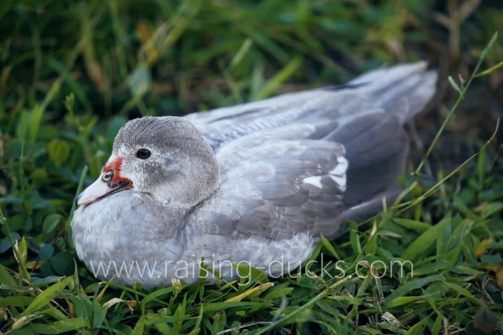 5-month-old juvenile silver barred female muscovy duck