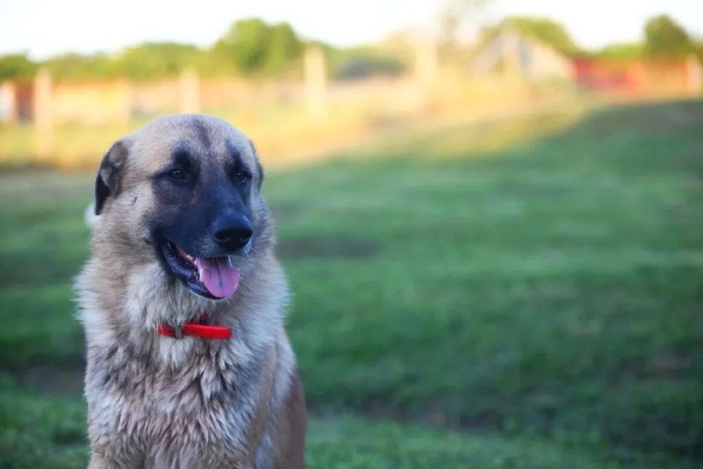 livestock guardian dog