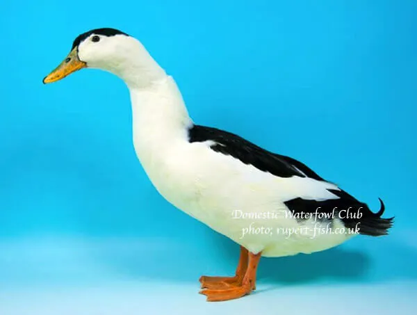 show magpie duck