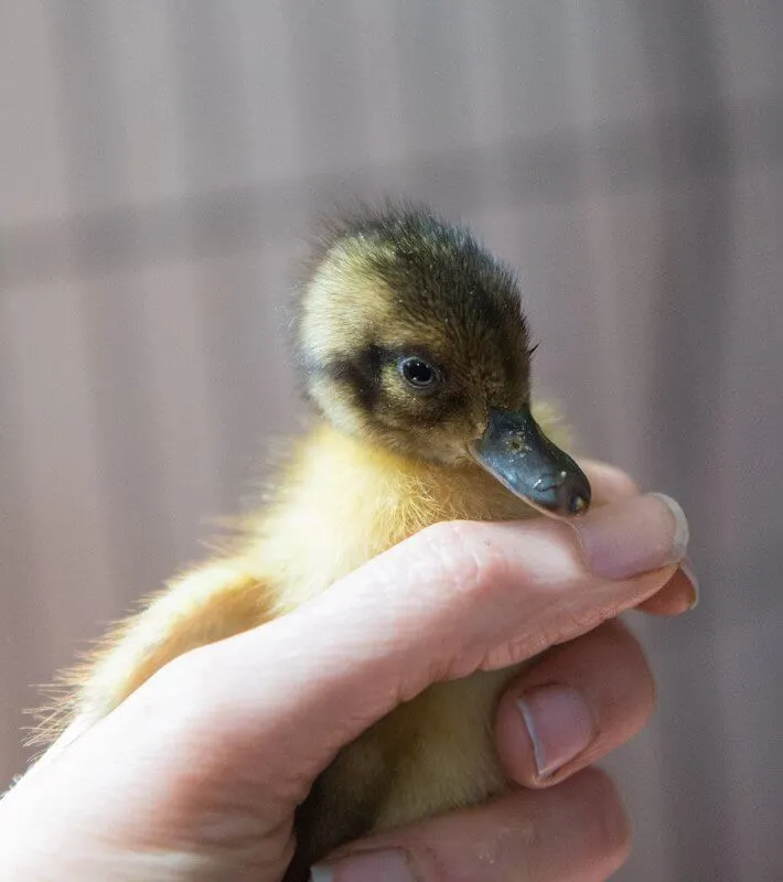 male welsh harlequin duckling with dark bill