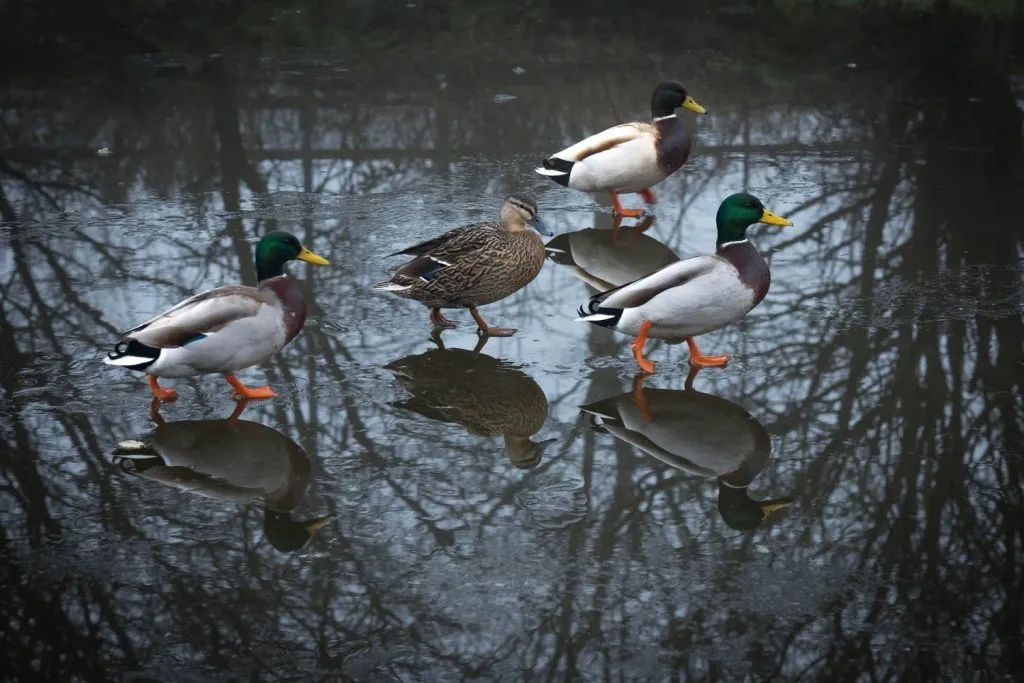 sord of mallard ducks on ice