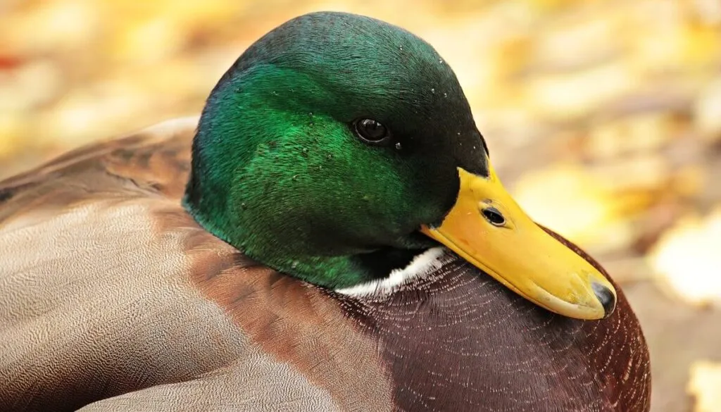 mallard drake with green head