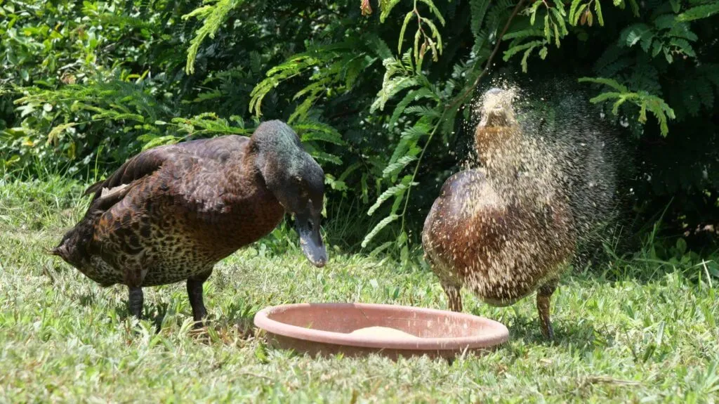 ducks eating dry mash