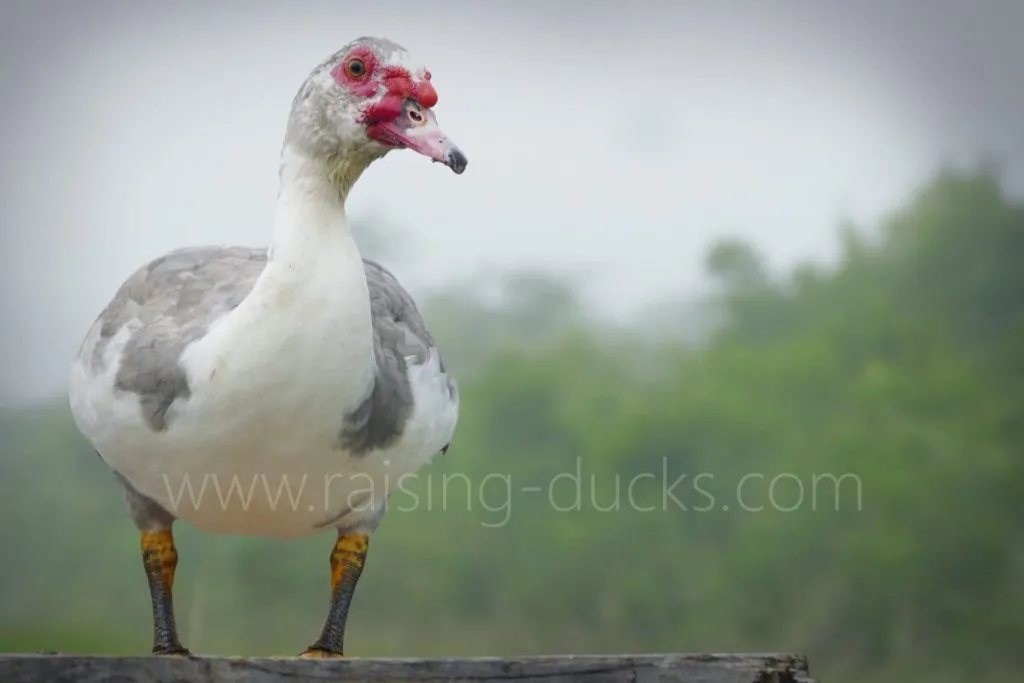 20-week-old male muscovy drake