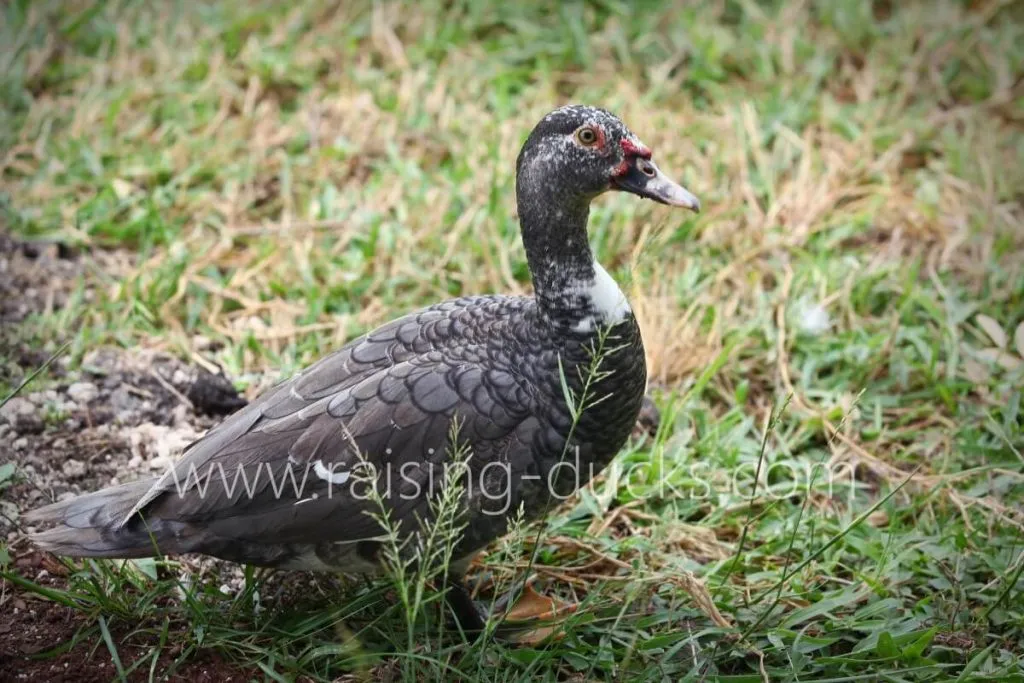 20-week-old female muscovy duck