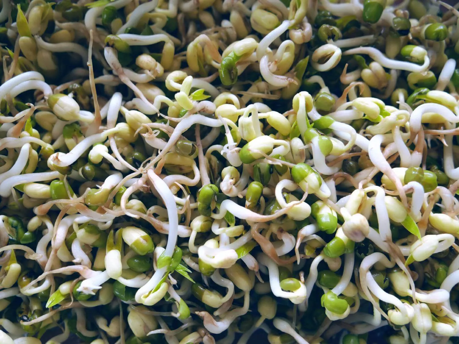 mung bean sprouts