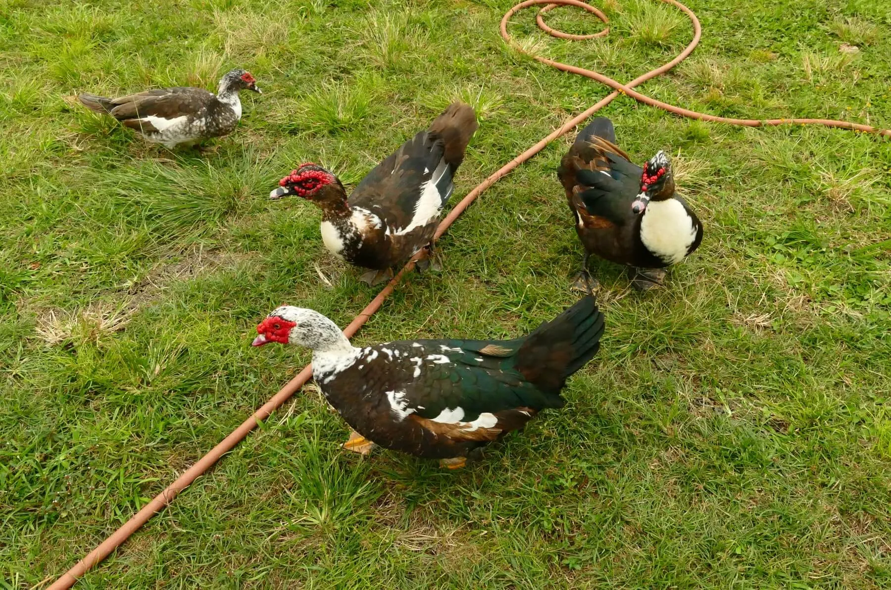 three muscovy drakes